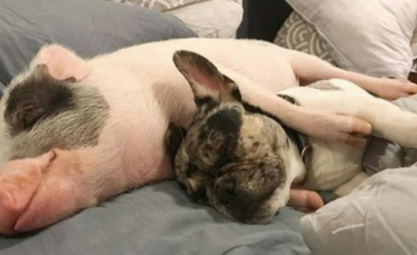 Illustration : "Un cochon devient meilleur ami avec un Bouledogue Français après avoir eu un coup de foudre pour la race ! "
