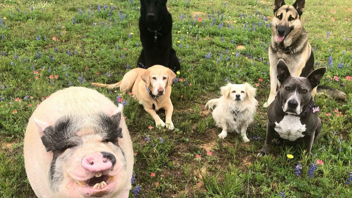 Illustration : "Élevé en meute, le cochon de cette famille se prend désormais lui-même pour un chien ! "