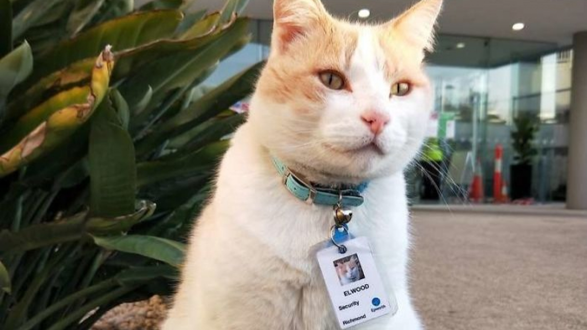 Illustration : "Après plus d'une année à errer devant cet hôpital, ce chat obtient un poste d'agent de sécurité !"