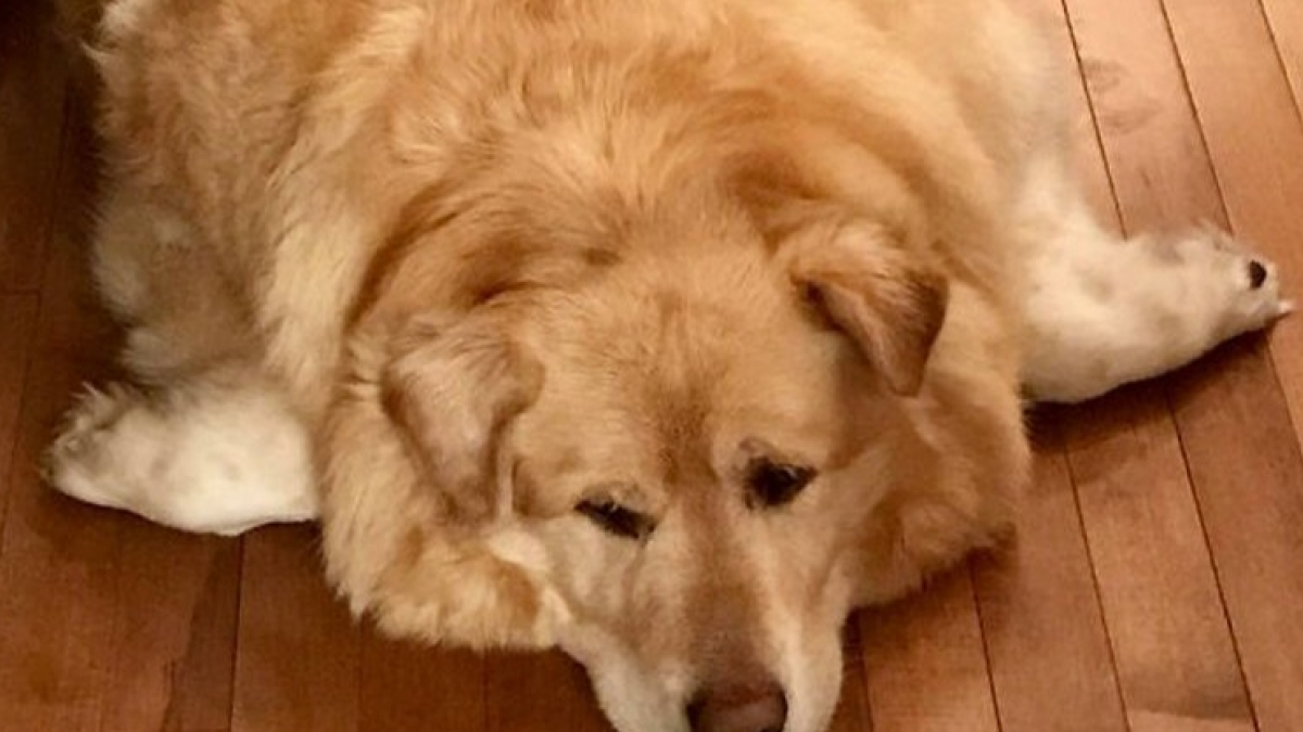 Illustration : "Un vétérinaire refuse d'euthanasier un Golden Retriever obèse. Grâce à lui, ce chien retrouvera même une famille qui va changer son destin !"