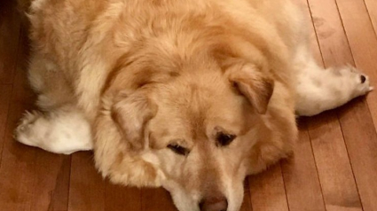 Illustration : Un vétérinaire refuse d'euthanasier un Golden Retriever obèse. Grâce à lui, ce chien retrouvera même une famille qui va changer son destin !
