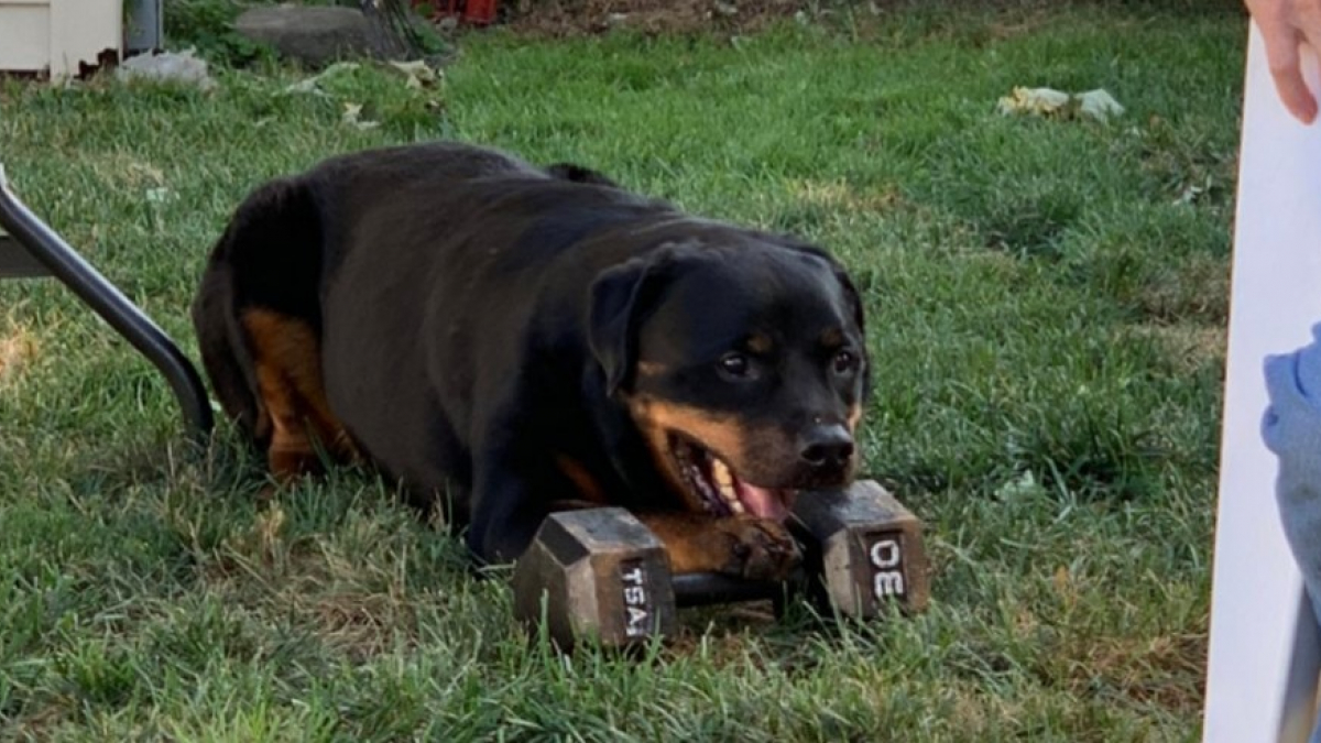 Illustration : "Ce Rottweiler a un drôle de jouet préféré : un haltère de 14 kilos !"