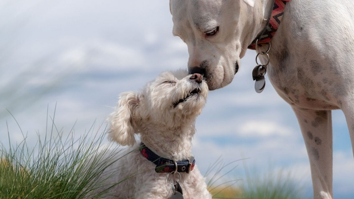 Illustration : "Selon cette étude, comme l'Homme, le chien pratiquerait le mimétisme comportemental face à une situation inconnue pour mieux l'appréhender."