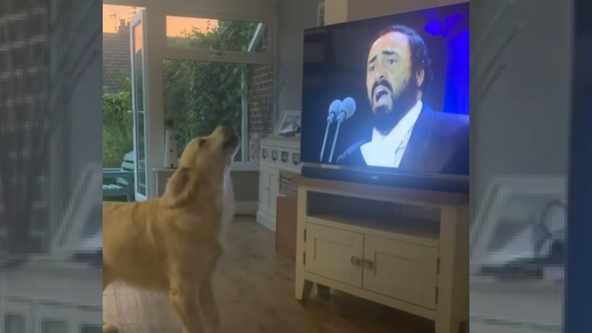 Illustration : "Chanteur invétéré, ce Golden Retriever ne peut s'empêcher de donner de la voix dès qu'il entend Luciano Pavarotti "