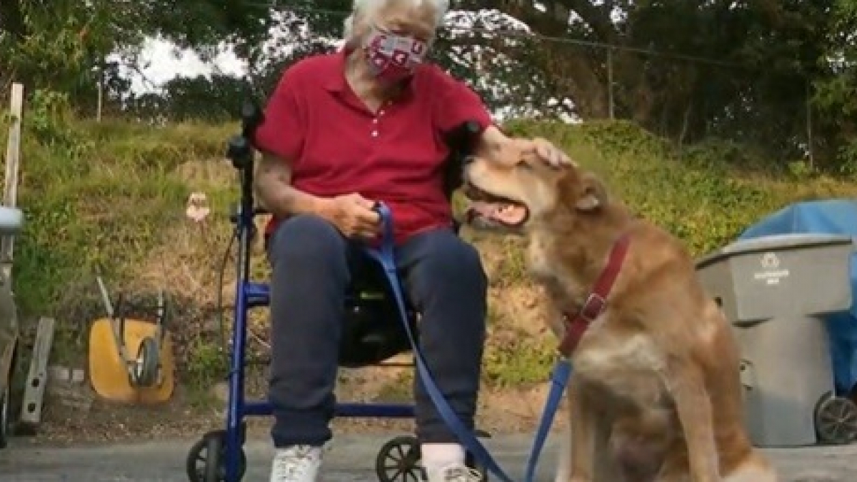 Illustration : "Une femme de 88 ans fait une mauvaise chute. Son chien d'assistance interpelle un éboueur afin de lui venir en aide"