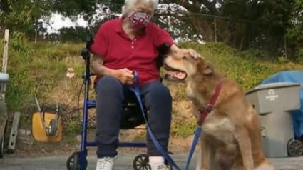 Illustration : Une femme de 88 ans fait une mauvaise chute. Son chien d'assistance interpelle un éboueur afin de lui venir en aide