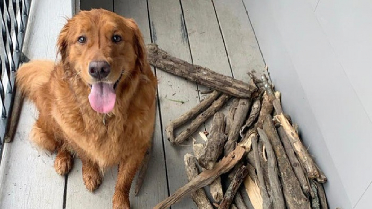 Illustration : "Amoureux des promenades, ce Golden Retriever a débuté une collection étrange à base de bâtons ! "