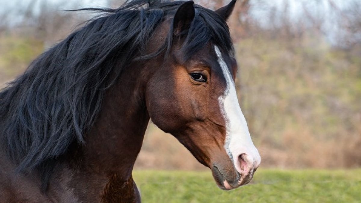 Illustration : "Adopter un cheval après un don"