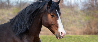 Illustration : "Adopter un cheval après un don"