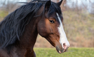 Illustration : "Adopter un cheval après un don"