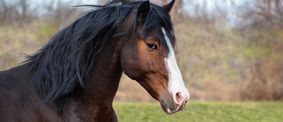 Illustration : "Adopter un cheval après un don"
