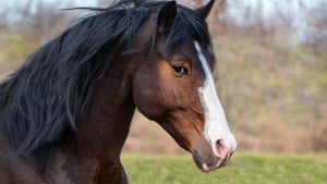 Illustration : Adopter un cheval après un don
