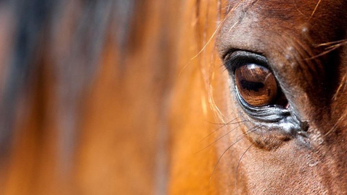 Illustration : "La vision chez le cheval"