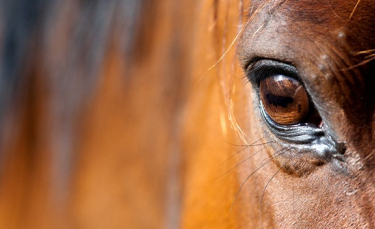 Illustration : "La vision chez le cheval"