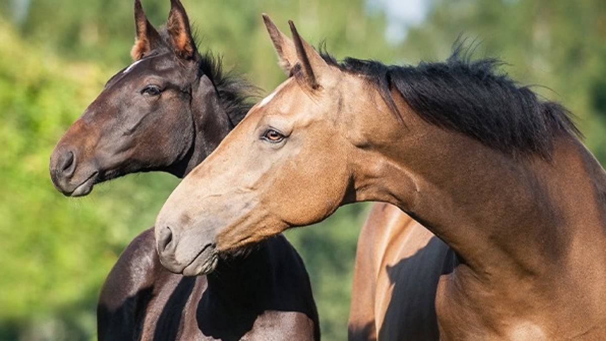 Illustration : "Choisir le sexe de son cheval"