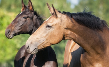 Illustration : "Choisir le sexe de son cheval"