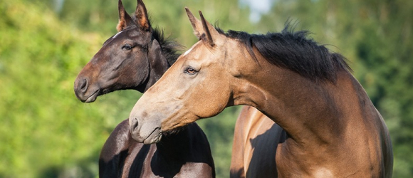 Illustration : "Choisir le sexe de son cheval"