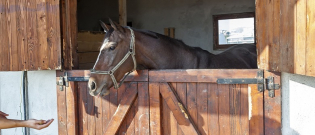 Illustration : "Le cheval en demi-pension"