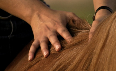 Illustration : "La dermite estivale chez le cheval"