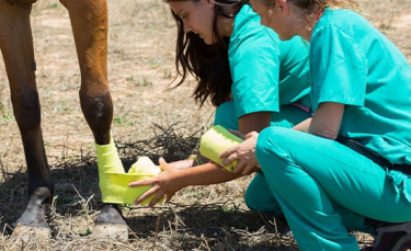 Illustration : "La trousse de premiers secours du cheval"