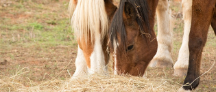 Illustration : "Pourquoi les chevaux mangent-ils leurs crottins ?"