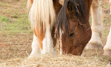 Illustration : "Pourquoi les chevaux mangent-ils leurs crottins ?"