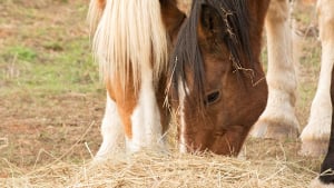 Illustration : Pourquoi les chevaux mangent-ils leurs crottins ?