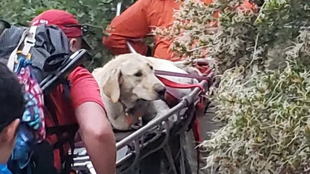 Illustration : "Un groupe de secouristes tente de sauver un Labrador victime d'un coup de chaleur en pleine montagne"