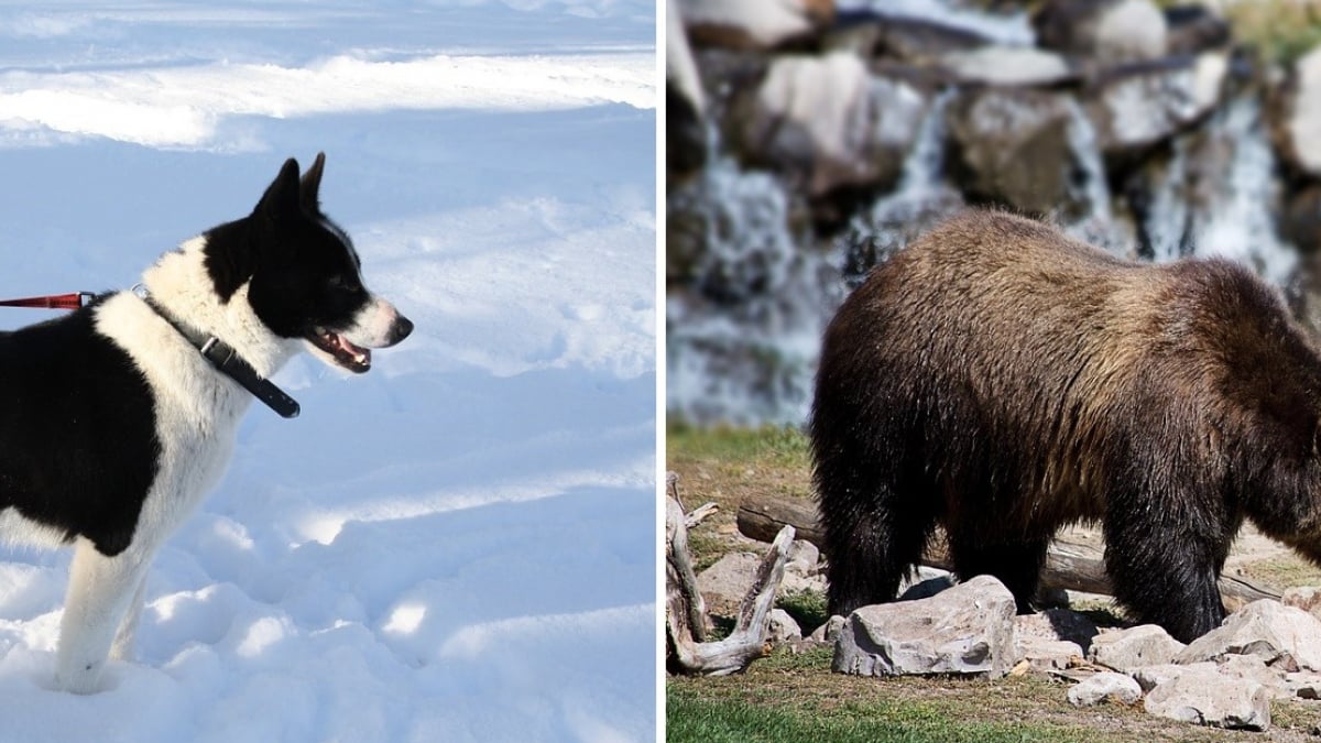 Illustration : "Des chiens élevés pour protéger les ours en les éloignant des habitations"