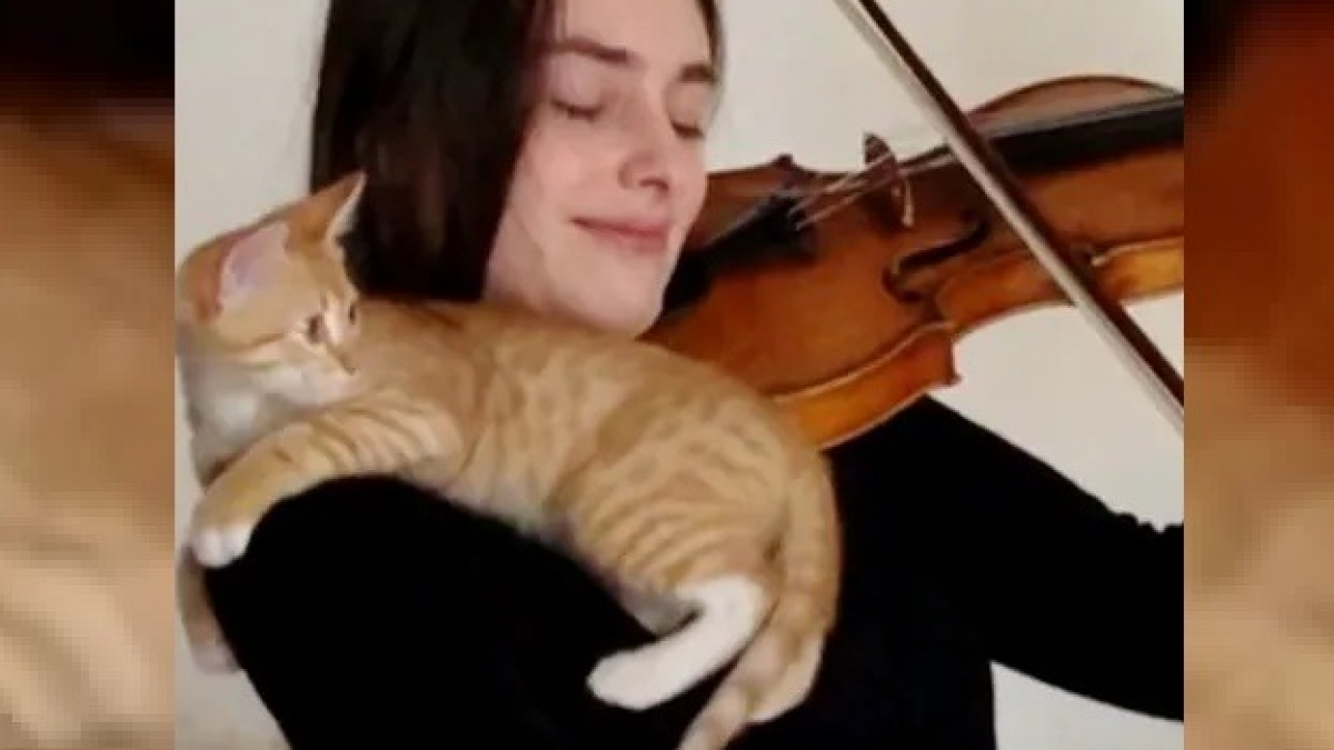 Illustration : "Volontaire dans un refuge, cette jeune violoniste a trouvé en ce chaton abandonné, le spectateur le plus mignon ! "