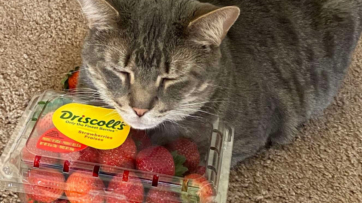 Illustration : "Dévoré par sa passion pour les produits naturels, ce chat ne se repose que sur un lit de fraises !"