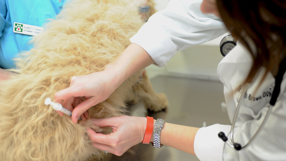 Illustration : "Après la mise en place d'essais cliniques d'un vaccin contre le Covid-19, les chercheurs russes envisagent d'en créer un pour les animaux"