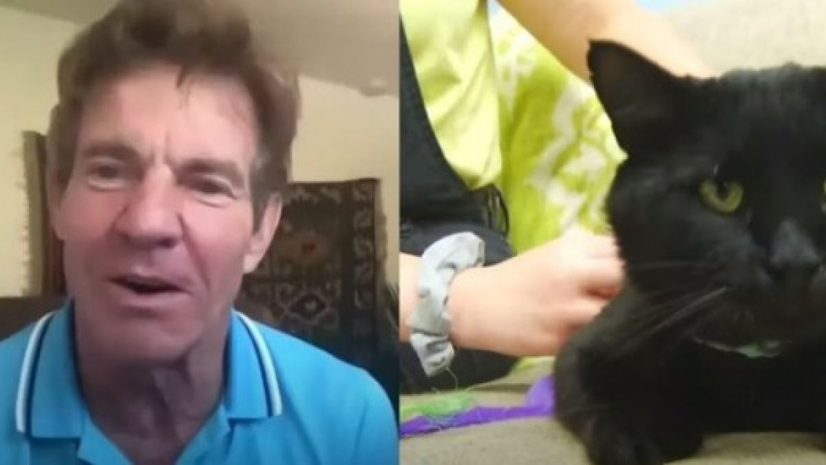 Illustration : "Ému face à l'engouement suscité par l'adoption de son chat, l'acteur Dennis Quaid va produire une minisérie qui relate leur histoire"