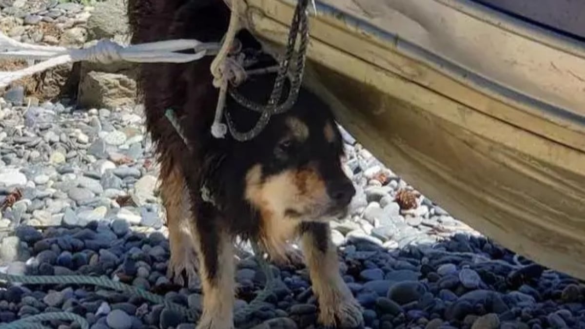 Illustration : "Perdu depuis 3 mois par ses propriétaires, un chien voit 2 surfeurs faire face aux vents violents pour tenter de le sauver d'une grotte !"