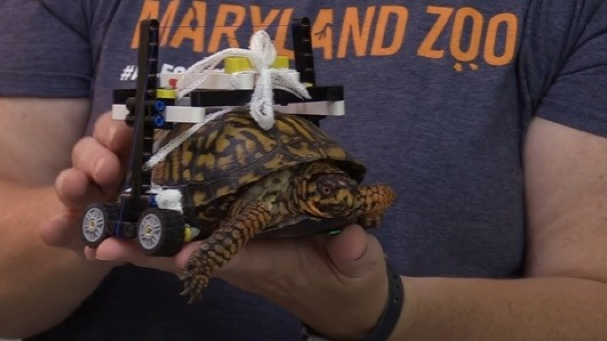 Illustration : "Un groupe de vétérinaires fabrique une plateforme roulante à partir de LEGO pour aider une tortue renversée par un véhicule"