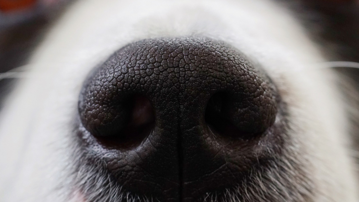 Illustration : "Des vétérinaires mettent en doute l'efficacité des chiens renifleurs pour détecter la Covid-19. Ils attendent des études complémentaires "