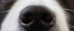 Illustration : "Des vétérinaires mettent en doute l'efficacité des chiens renifleurs pour détecter la Covid-19. Ils attendent des études complémentaires "