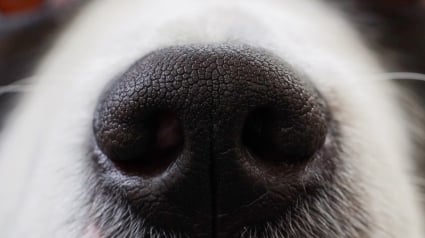Illustration : Des vétérinaires mettent en doute l'efficacité des chiens renifleurs pour détecter la Covid-19. Ils attendent des études complémentaires 