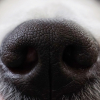 Illustration : Des vétérinaires mettent en doute l'efficacité des chiens renifleurs pour détecter la Covid-19. Ils attendent des études complémentaires 