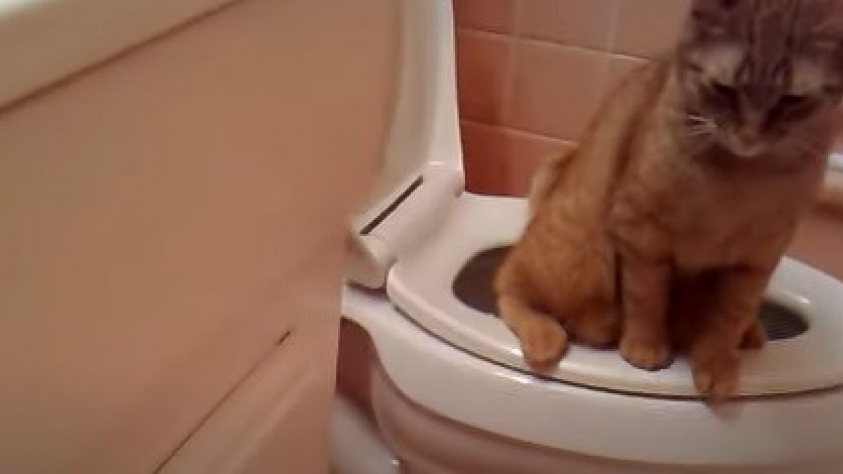 Illustration : "Apprendre à un chat à utiliser les toilettes aurait des effets néfastes sur sa santé à long terme "