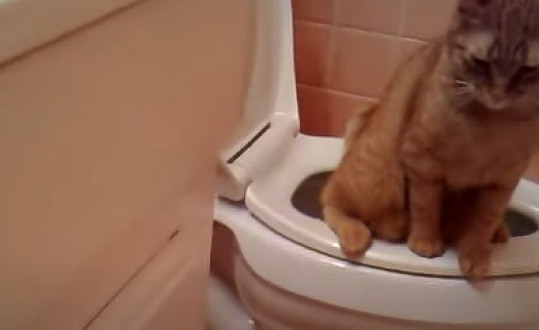 Apprendre A Un Chat A Utiliser Les Toilettes Aurait Des Effets Nefastes Sur Sa Sante A Long Terme