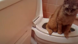 Illustration : Apprendre à un chat à utiliser les toilettes aurait des effets néfastes sur sa santé à long terme 