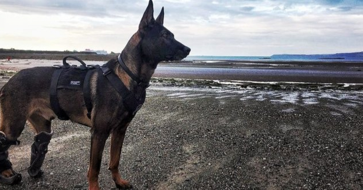 Un Berger Malinois héroïque par le ministère de