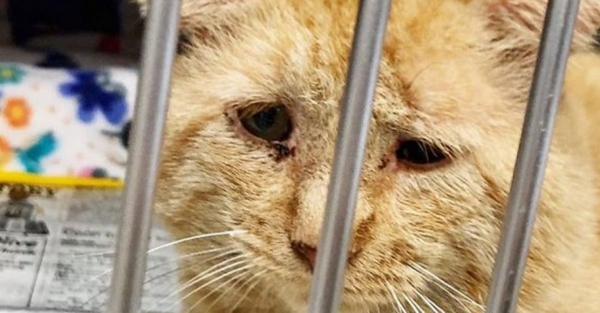 Une Femme Convainc Son Proprietaire De Faire Une Entorse Au Reglement Pour Sauver Le Chat Le Plus Triste Du Monde Une Femme Convainc Son Proprietaire De Faire Une Entorse Au Reglement Pour Sauver Le Chat Le Plus Triste Du Monde