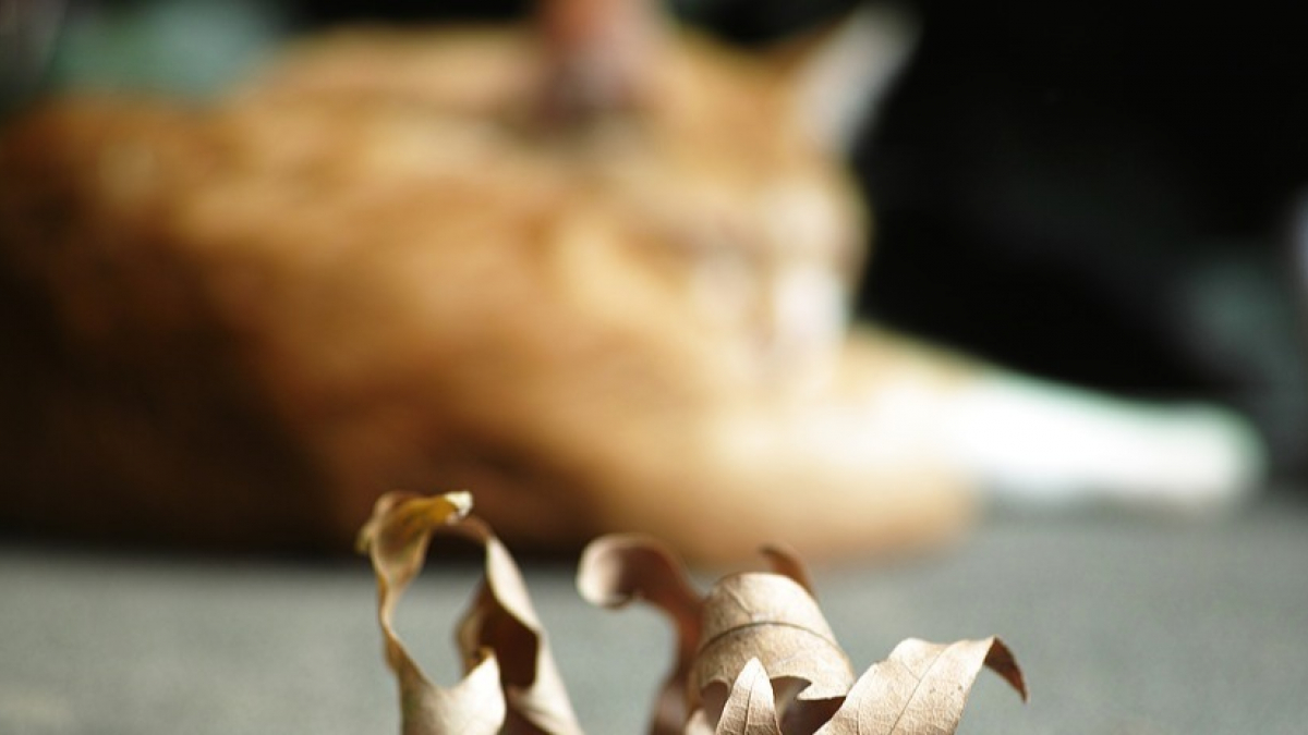 Illustration : "Découverte d’une vingtaine de chats empoisonnés dans une cave. Les membres d’une association s’insurgent !"