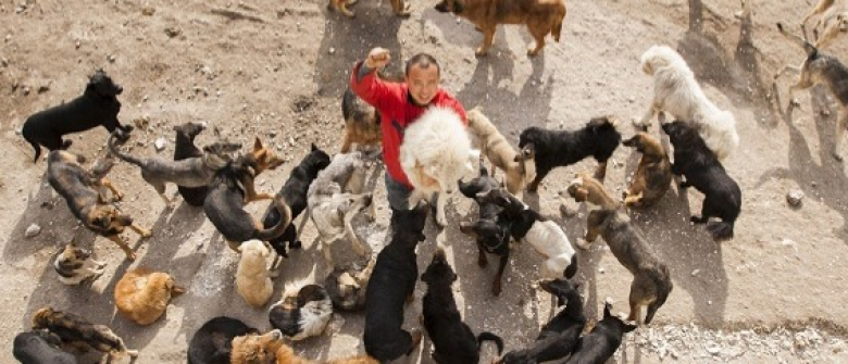 Illustration : "Un millionnaire utilise sa fortune pour convertir un ancien abattoir pour chiens en refuge ! "