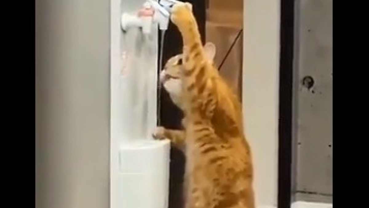 Illustration : "Dans ce bureau, ce chat au talent spécial boit comme tout le monde à la fontaine à eau (Vidéo) "