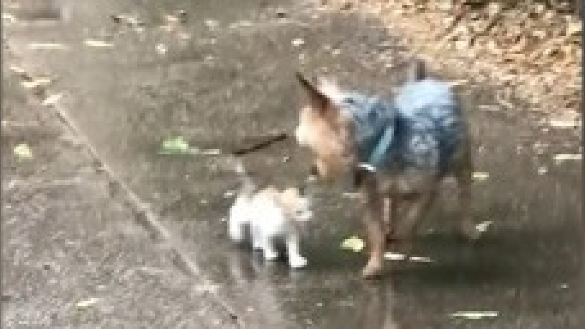 Illustration : "Un Yorkshire découvre et sauve un chaton errant sous une pluie battante (Vidéo)"