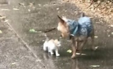 Illustration : "Un Yorkshire découvre et sauve un chaton errant sous une pluie battante (Vidéo)"