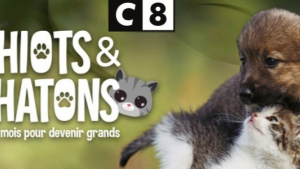 Illustration : "Chiots & Chatons, 3 mois pour devenir grand" : C8 propose une émission pour suivre l'éducation des animaux 